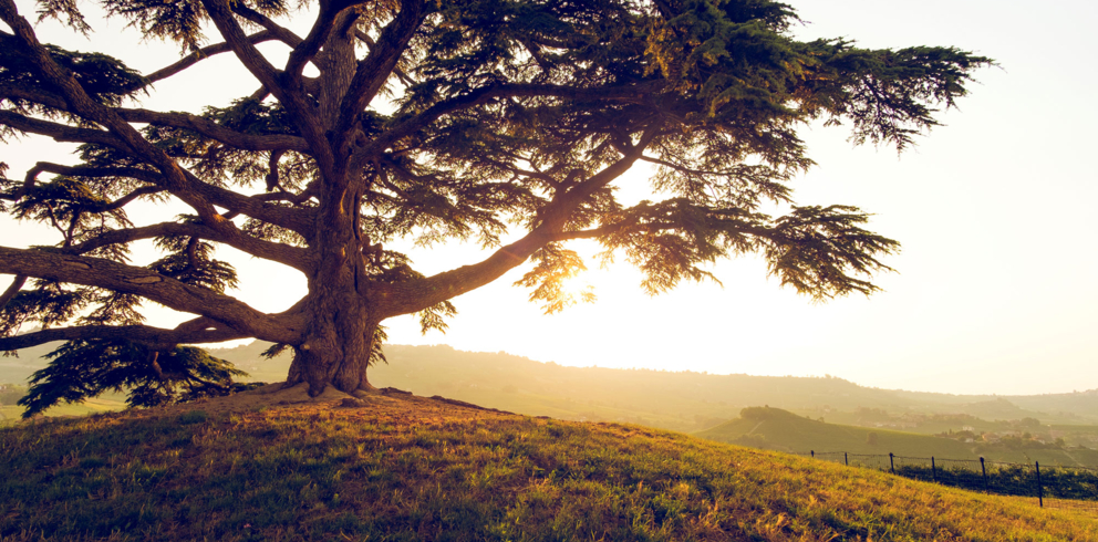 Lightronics duurzaam ceder Lightronics duurzaam ceder