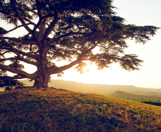 Lightronics duurzaam ceder